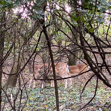 Rosemary * Братислава