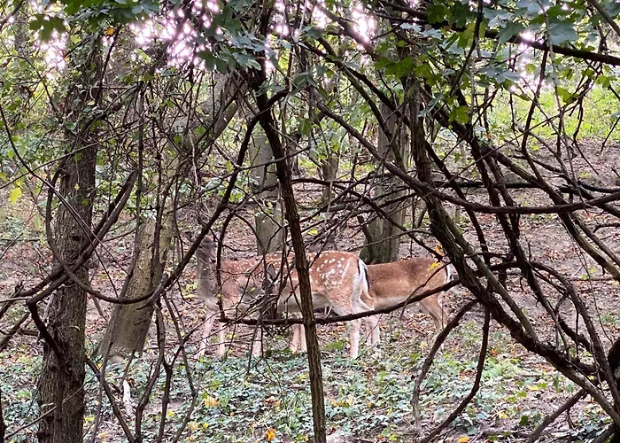 Rosemary * Pressburg